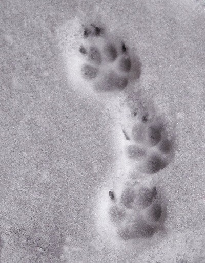 следы лисы на снегу